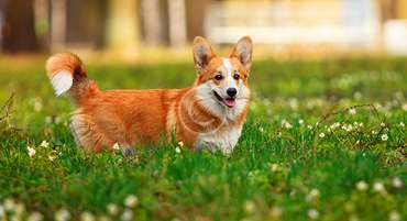 '.esc_attr__('image', 'welsh-corgi').'