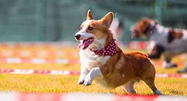 '.esc_attr__('image', 'welsh-corgi').'