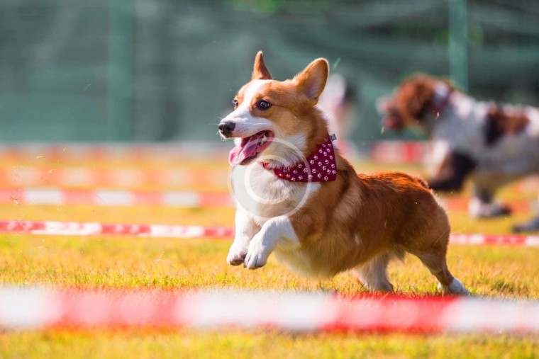 AKC National Agility Championship Winning